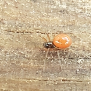 Ostearius melanopygius at Coree, ACT - 14 Jun 2021 12:26 PM