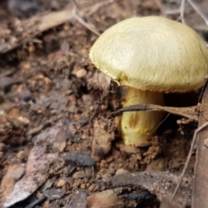 Cortinarius sp. at Cotter River, ACT - 14 Jun 2021 01:08 PM