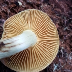 Cortinarius sp. at Cotter River, ACT - 14 Jun 2021 01:08 PM