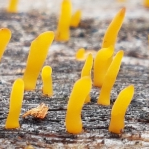 Calocera sp. at Cotter River, ACT - 14 Jun 2021 01:05 PM