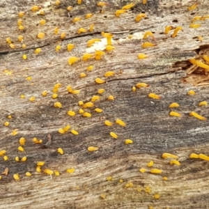 Calocera sp. at Cotter River, ACT - 14 Jun 2021 01:05 PM