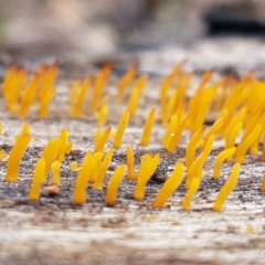 Calocera sp. at Cotter River, ACT - 14 Jun 2021 01:05 PM