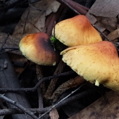 Hypholoma sp. (Hypholoma) at Lower Cotter Catchment - 14 Jun 2021 by trevorpreston