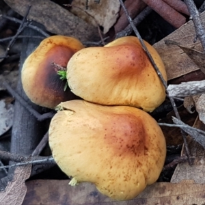 Hypholoma sp. at Cotter River, ACT - 14 Jun 2021