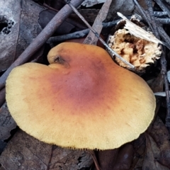 Hypholoma sp. at Cotter River, ACT - 14 Jun 2021