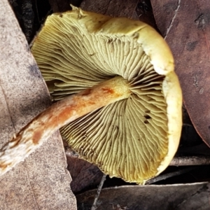 Hypholoma sp. at Cotter River, ACT - 14 Jun 2021