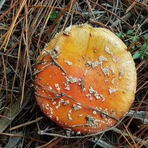 Amanita muscaria at Coree, ACT - 14 Jun 2021