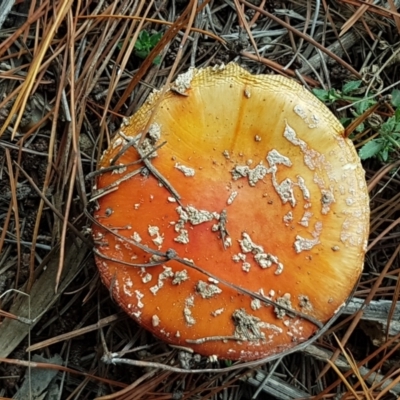 Amanita muscaria (Fly Agaric) at Lower Cotter Catchment - 14 Jun 2021 by trevorpreston