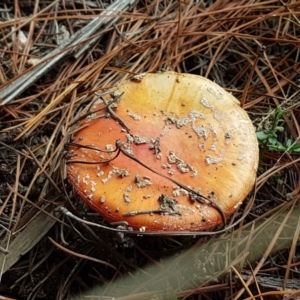 Amanita muscaria at Coree, ACT - 14 Jun 2021