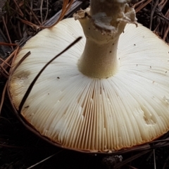 Amanita muscaria at Coree, ACT - 14 Jun 2021