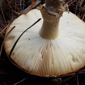 Amanita muscaria at Coree, ACT - 14 Jun 2021 12:27 PM