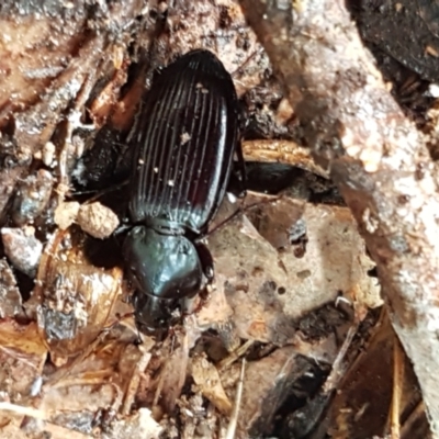 Notonomus sp. (genus) (Carab beetle) at Lower Cotter Catchment - 14 Jun 2021 by trevorpreston