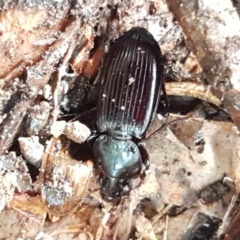 Notonomus sp. (genus) at Coree, ACT - 14 Jun 2021