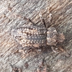 Cryptorhynchini sp. (tribe) (Unidentified cryptorhynchine weevil) at Coree, ACT - 14 Jun 2021 by trevorpreston