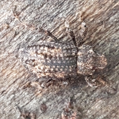 Cryptorhynchini sp. (tribe) (Unidentified cryptorhynchine weevil) at Lower Cotter Catchment - 14 Jun 2021 by trevorpreston