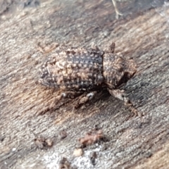 Cryptorhynchini sp. (tribe) at Coree, ACT - 14 Jun 2021