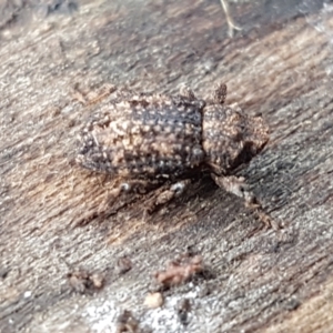 Cryptorhynchini sp. (tribe) at Coree, ACT - 14 Jun 2021 12:34 PM