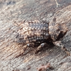 Cryptorhynchini sp. (tribe) at Coree, ACT - 14 Jun 2021