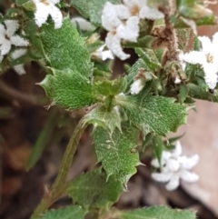 Leucopogon attenuatus (Small-leaved Beard Heath) at Lower Cotter Catchment - 14 Jun 2021 by trevorpreston