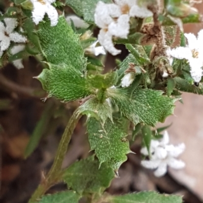 Leucopogon attenuatus (Small-leaved Beard Heath) at Lower Cotter Catchment - 14 Jun 2021 by trevorpreston