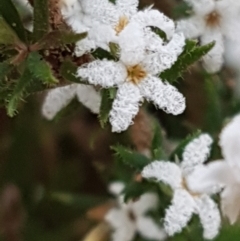 Leucopogon attenuatus at Cotter River, ACT - 14 Jun 2021