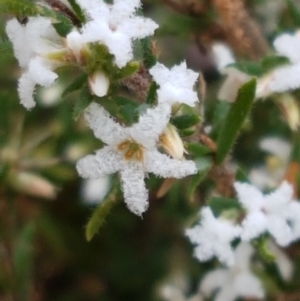 Leucopogon attenuatus at Cotter River, ACT - 14 Jun 2021