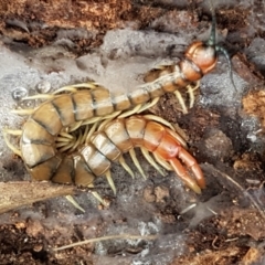 Cormocephalus aurantiipes (Orange-legged Centipede) at Cotter River, ACT - 14 Jun 2021 by trevorpreston
