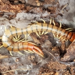 Cormocephalus aurantiipes at Cotter River, ACT - 14 Jun 2021