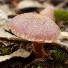 Unidentified Cap on a stem; gills below cap [mushrooms or mushroom-like] at Lower Cotter Catchment - 14 Jun 2021 by trevorpreston