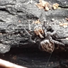 Unidentified Spider (Araneae) at Lower Cotter Catchment - 14 Jun 2021 by trevorpreston