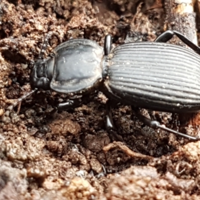 Cardiothorax monarensis (Darkling beetle) at Cotter River, ACT - 14 Jun 2021 by tpreston