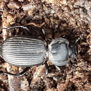 Cardiothorax monarensis at Cotter River, ACT - 14 Jun 2021