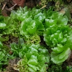 Fossombronia sp. (genus) (A leafy liverwort) at Lower Cotter Catchment - 14 Jun 2021 by trevorpreston
