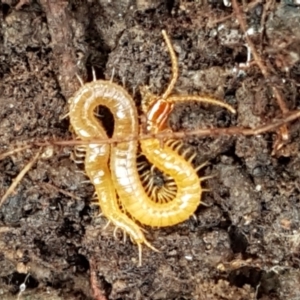 Geophilomorpha sp. (order) at Cotter River, ACT - 14 Jun 2021 01:00 PM