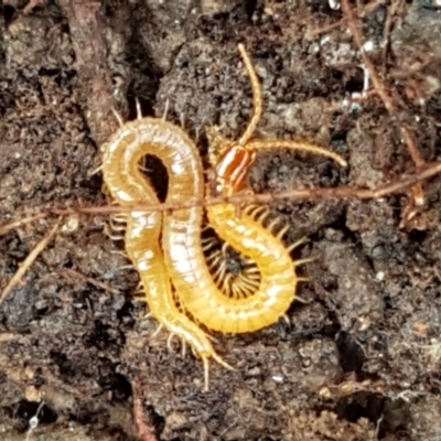 Geophilomorpha sp. (order) (Earth or soil centipede) at Cotter River, ACT - 14 Jun 2021 by tpreston