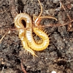 Geophilomorpha sp. (order) at Cotter River, ACT - 14 Jun 2021 01:00 PM