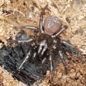 Atrax yorkmainorum at Cotter River, ACT - suppressed