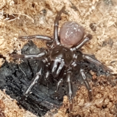 Atrax yorkmainorum (Funnel-web spider) at Cotter River, ACT - 14 Jun 2021 by trevorpreston