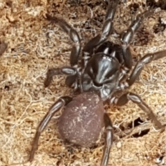 Atrax yorkmainorum at Cotter River, ACT - suppressed