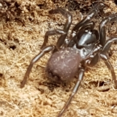 Atrax yorkmainorum at Cotter River, ACT - suppressed