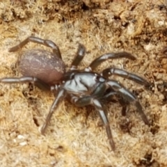 Atrax yorkmainorum at Cotter River, ACT - suppressed