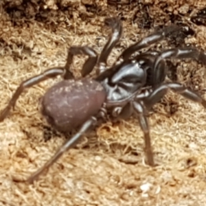 Atrax yorkmainorum at Cotter River, ACT - suppressed