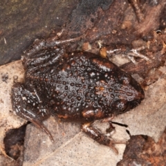 Uperoleia laevigata (Smooth Toadlet) at Callum Brae - 13 Jun 2021 by rawshorty