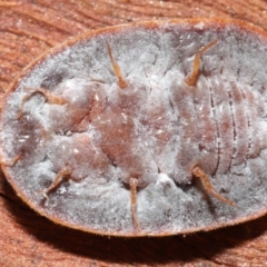 Pseudococcidae sp. (family) (A mealybug) at Acton, ACT - 7 May 2021 by TimL