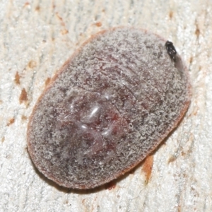 Pseudococcidae sp. (family) at Acton, ACT - 7 May 2021