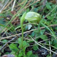 Pterostylis nutans (Nodding Greenhood) at Holt, ACT - 11 Jun 2021 by CathB