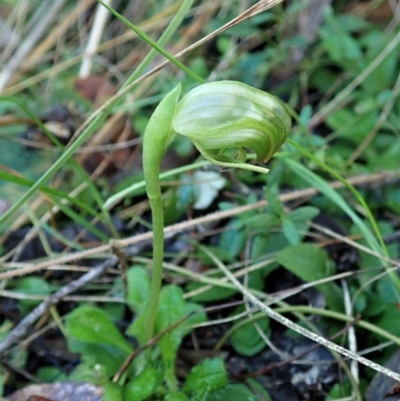 Pterostylis nutans (Nodding Greenhood) at Aranda Bushland - 11 Jun 2021 by CathB