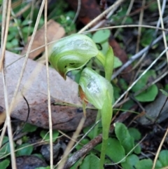 Pterostylis nutans at Holt, ACT - suppressed