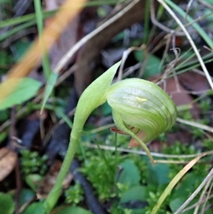 Pterostylis nutans at Holt, ACT - suppressed