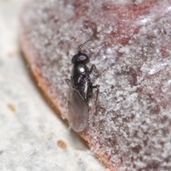 Chalcidoidea (superfamily) (A gall wasp or Chalcid wasp) at ANBG - 7 May 2021 by TimL